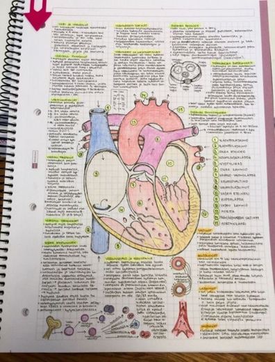 Resumo com desenho colorido de coração humano!