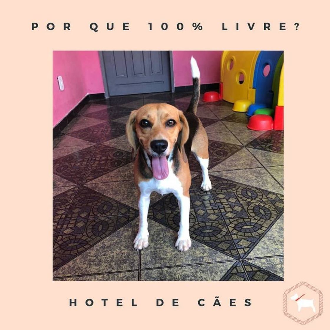 Lugar Hotel e creche para cachorro