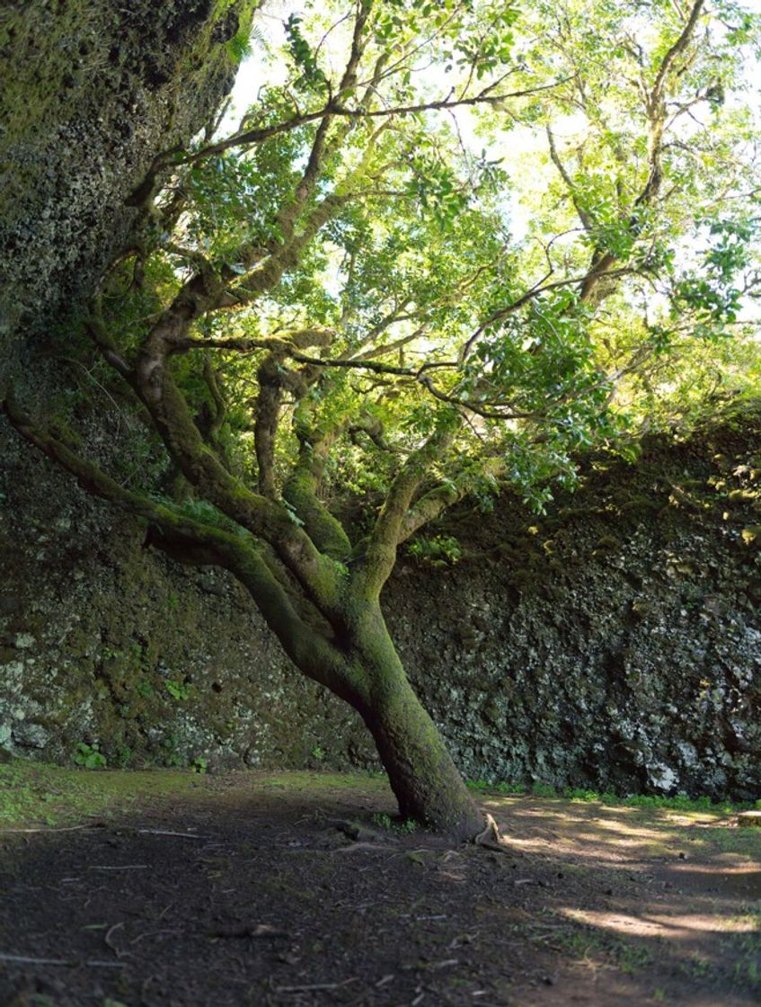 Lugar Arbol Garoe