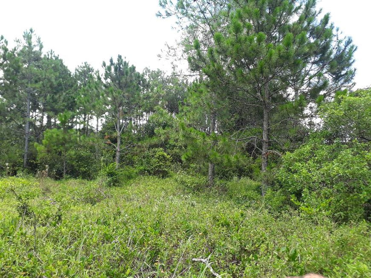 Social Paisagem 
