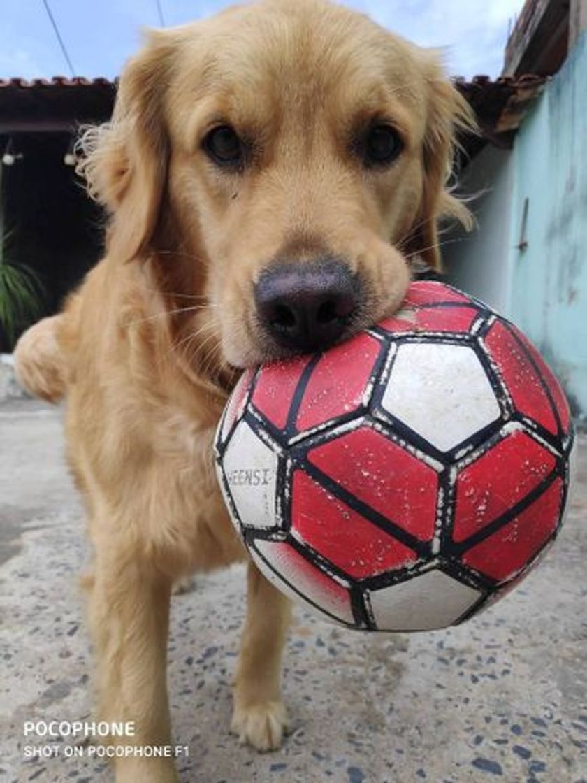 Moda Liberdade de ir e vir, constituição canina kkk