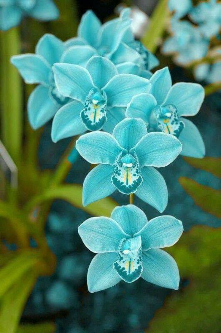 Moda Orquídea azul