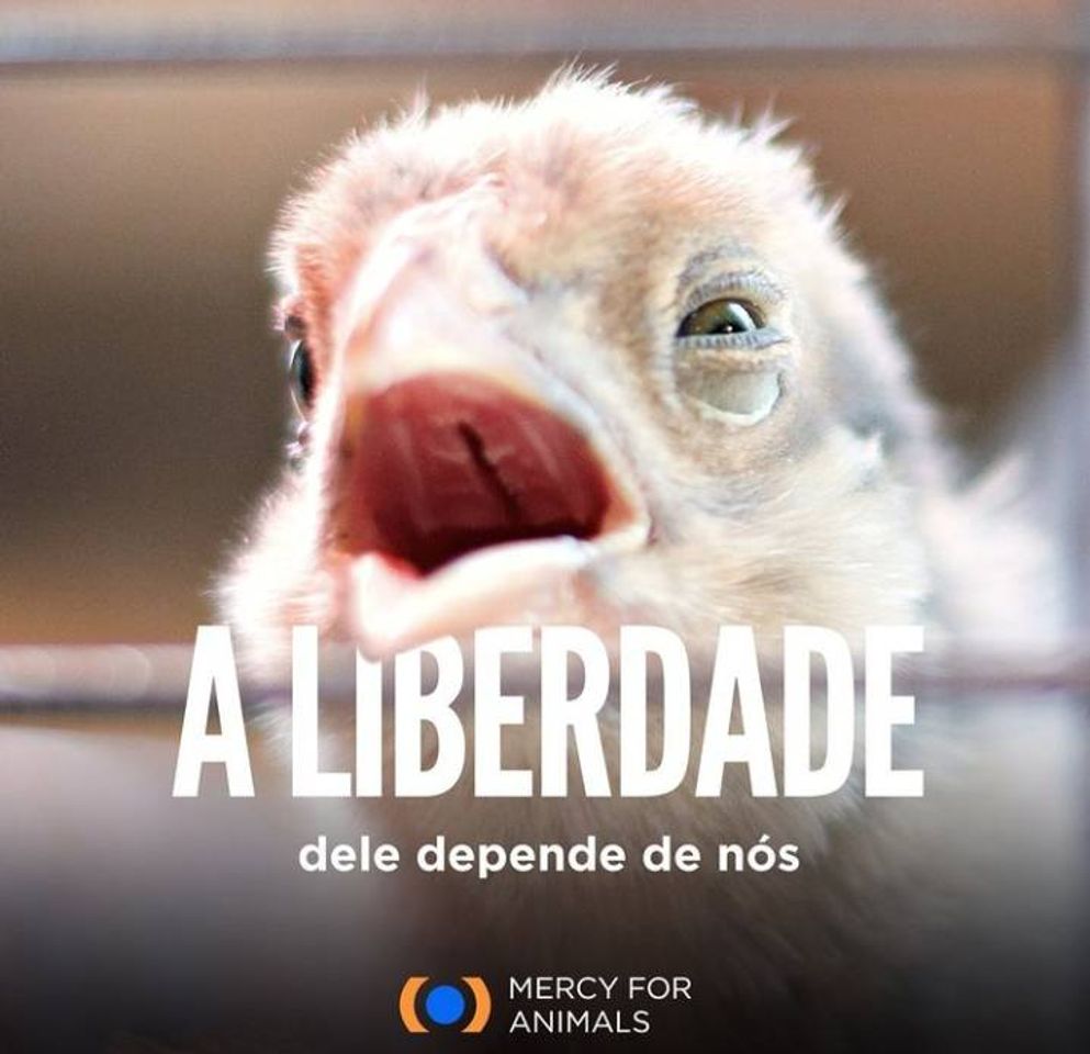 Moda Página no insta de combate a crueldade animal.