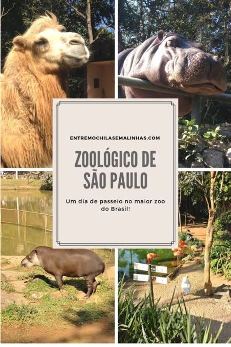 Place Zoológico de São Paulo