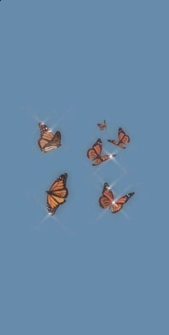 Social Butterfly Wallpaper 🦋