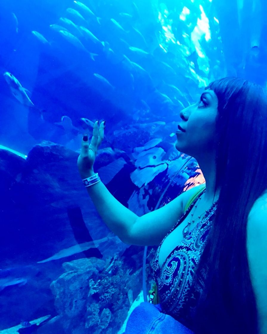 Lugar Dubai Aquarium & Underwater Zoo