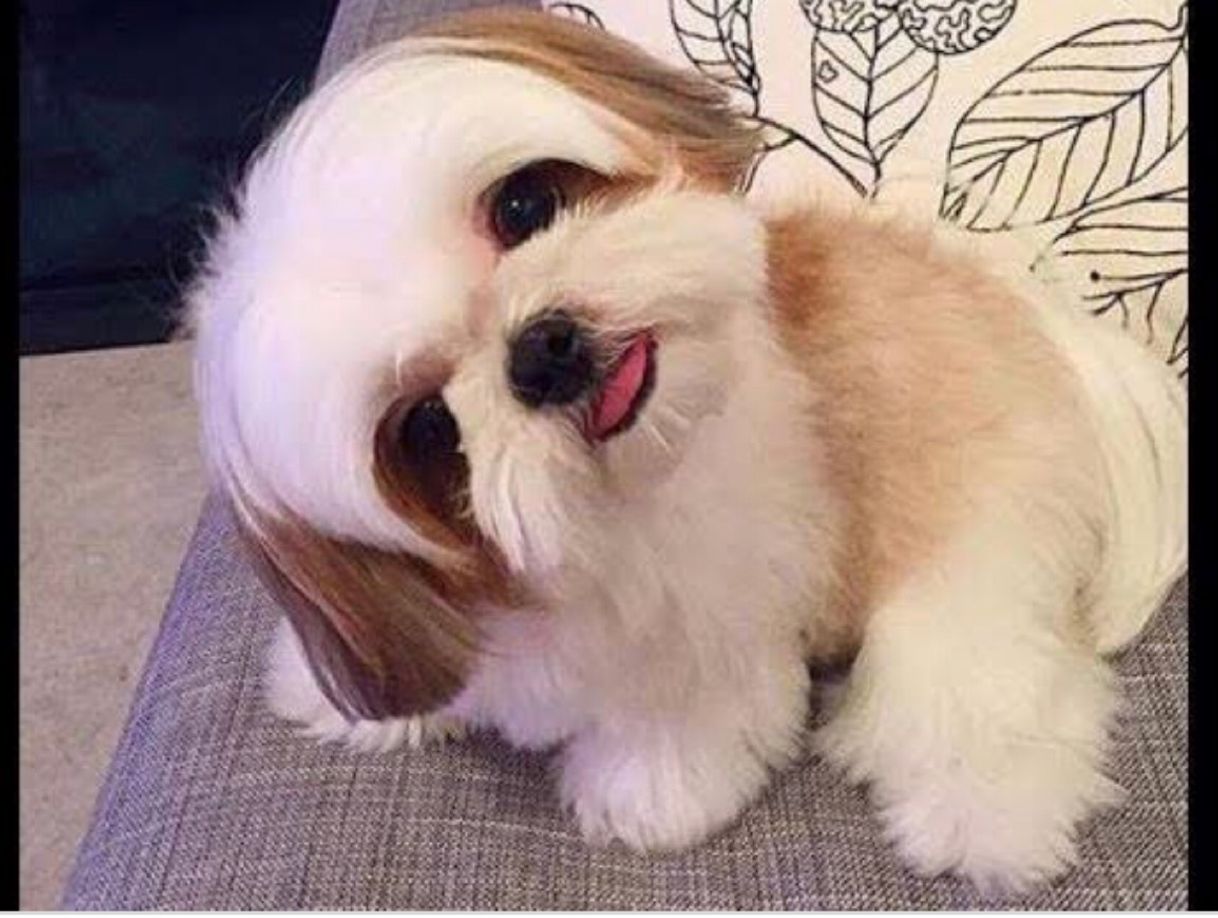 Moda Cachorrinho Shih tzu 