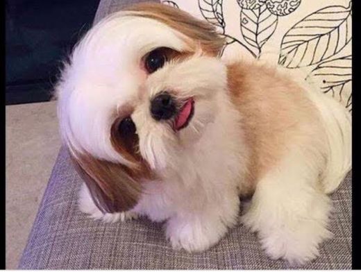 Cachorrinho Shih tzu 