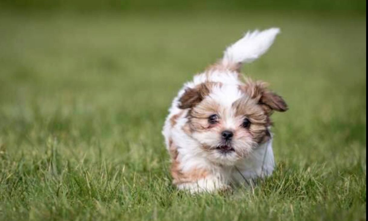 Moda Nomes para Cachorro Shih Tzu- Nomes para Cachorrinhos