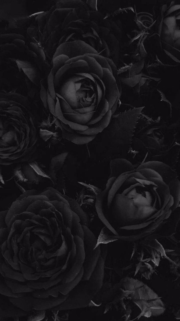 Fashion Wallpaper Rose Black 🖤