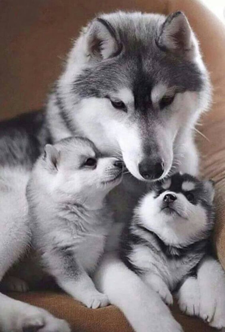 Social Mamãe e os filhotes 