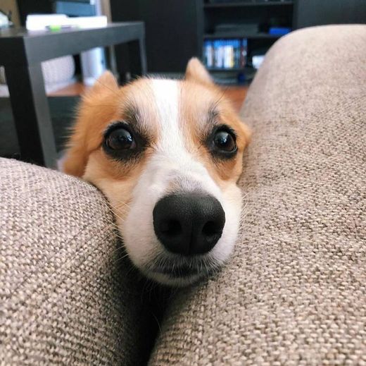 Animais fofinhos para melhorar o seu dia 🦊🐶🐰🐭🐱