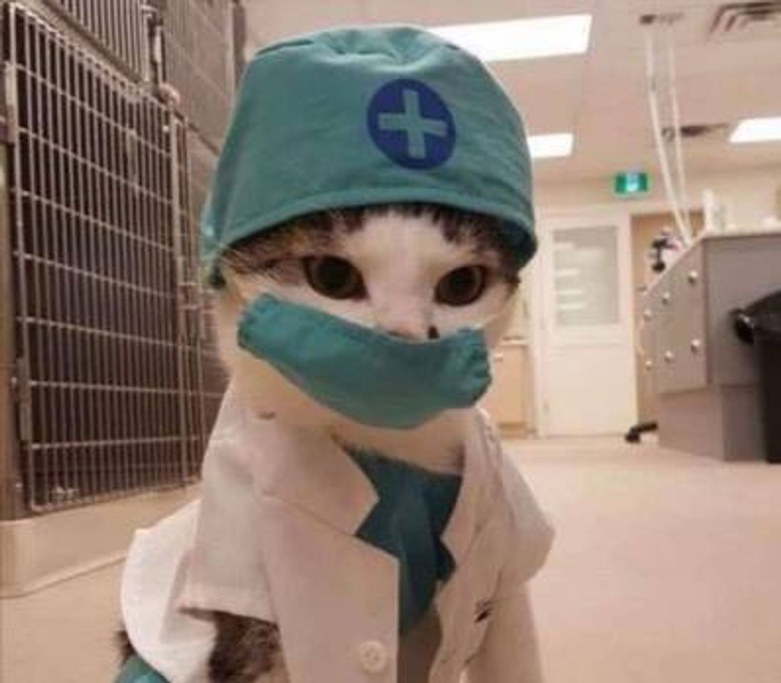 Fashion Gatinho médico 🐱❤️