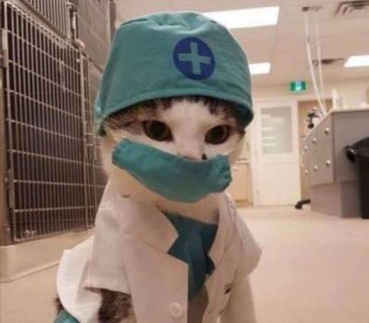 Gatinho médico 🐱❤️