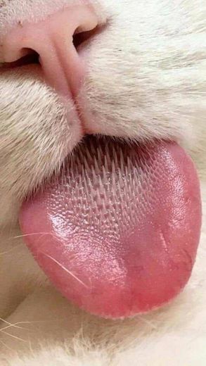 Cat's tongue !