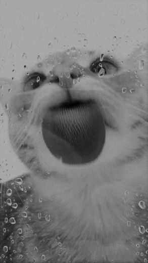 Shower cat