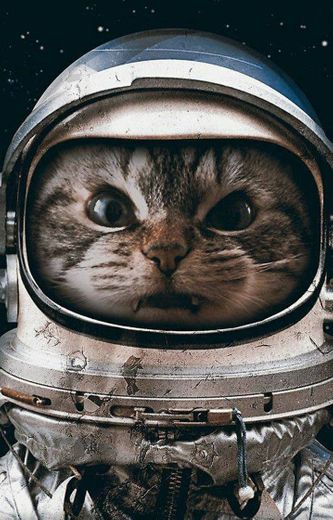 Space Cat