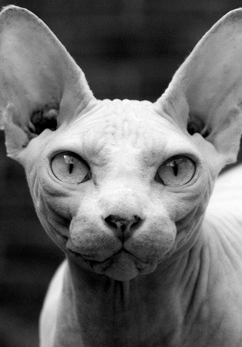 Fashion Sphynx 