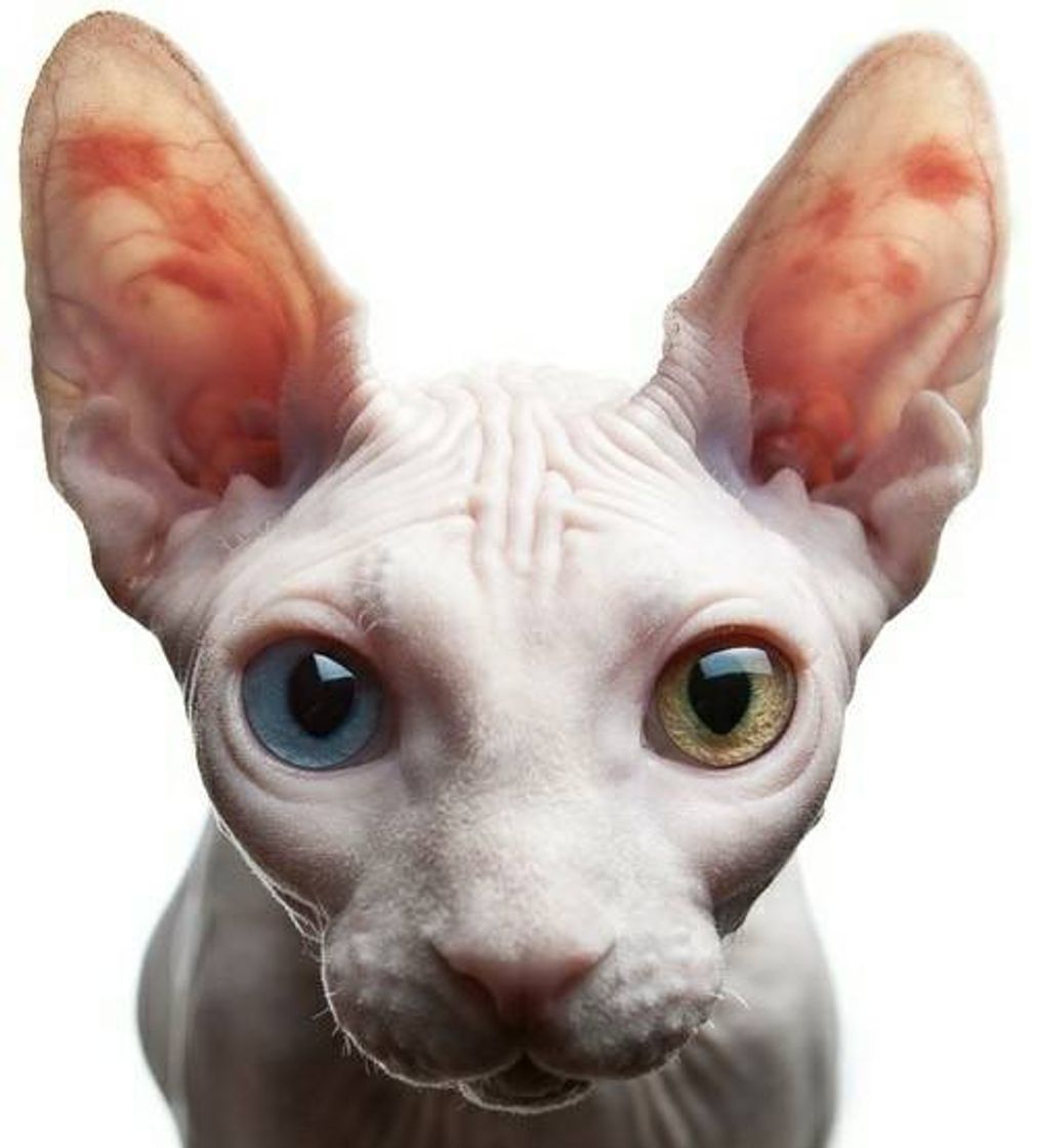 Fashion 👽 Sphynx Heterocrômia 👽