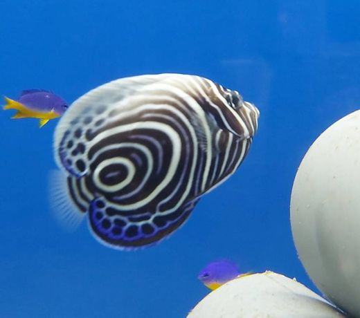 Pomacanthus imperador-marine angelfishes