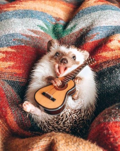 ouriço tocando violão 