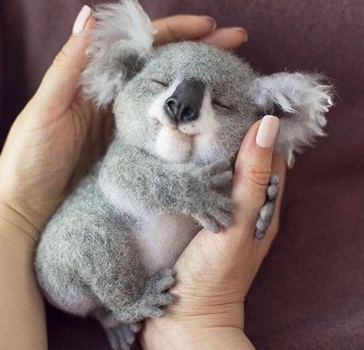 baby coala