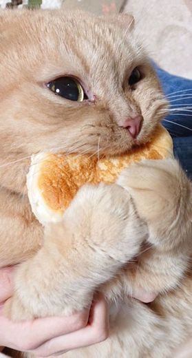Gatinho comendo pão