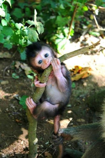 baby macaquinho