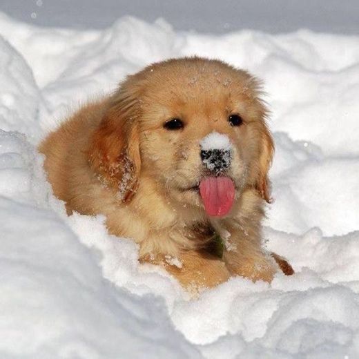 snow cute
