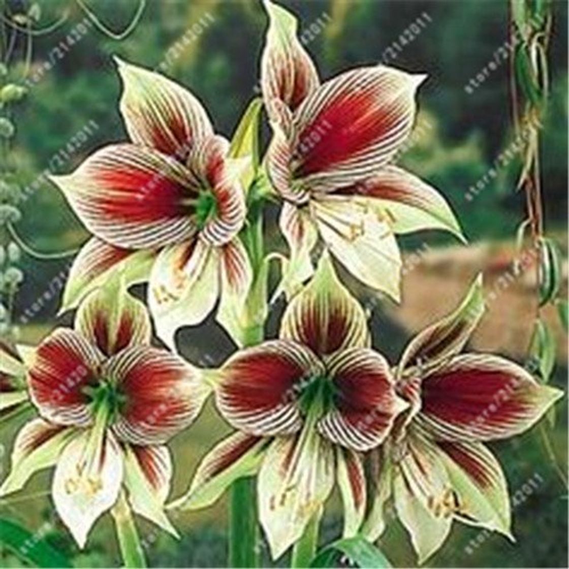 Lugares bulbos verdaderos Amaryllis