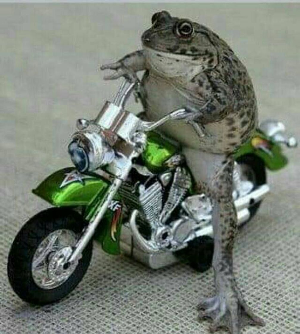 Moda Sapinho motoqueiro