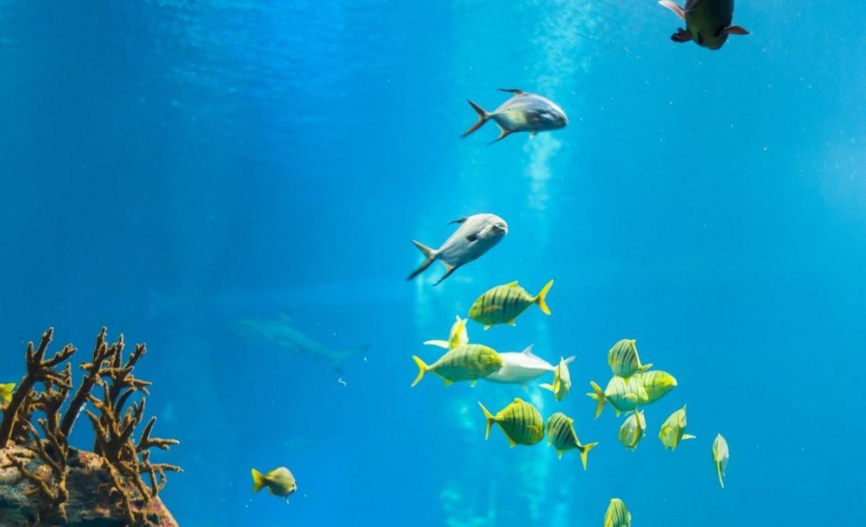 Place Aquarium of Niagara