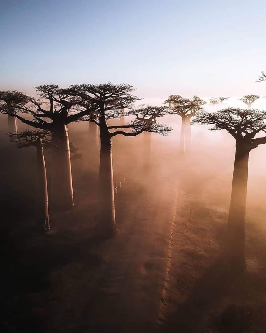 Lugar Avenue of the Baobabs