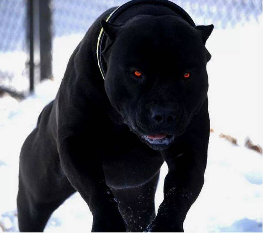 Social •••Amor Marfioso•••