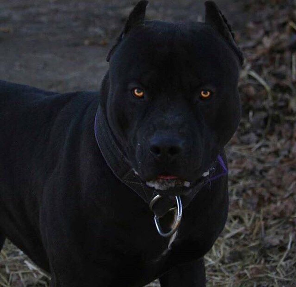 Social ●The beast●