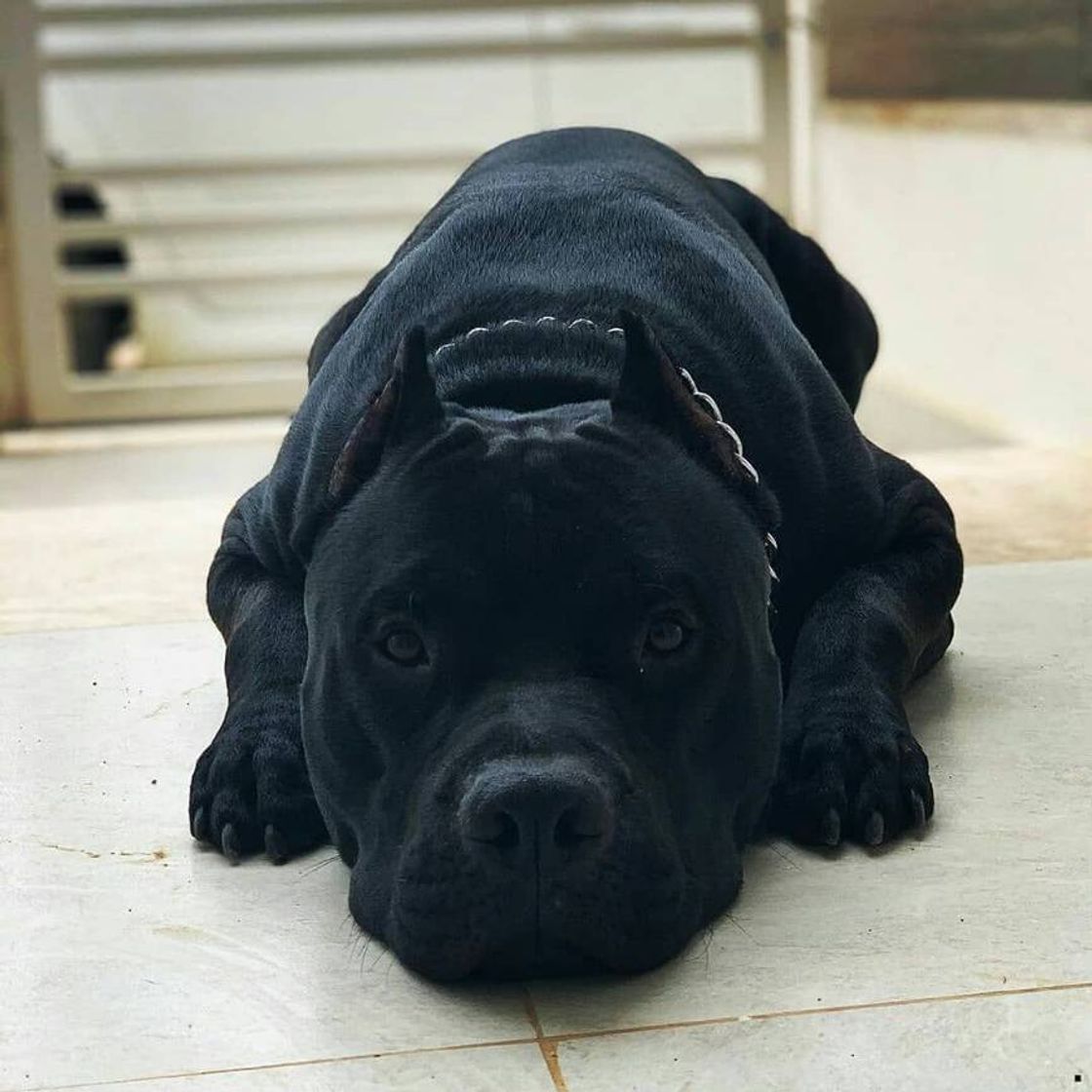 Social Pet beatifu♡