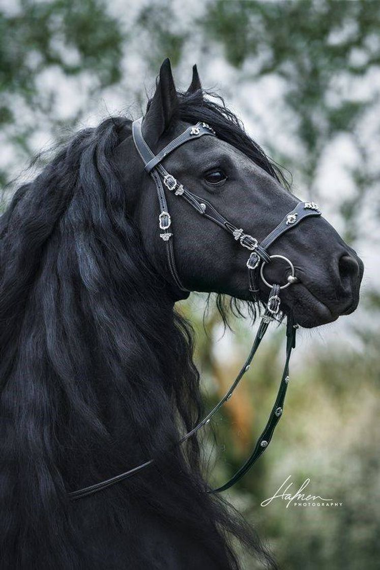 Fashion Horse/cavalo 🐎🖤