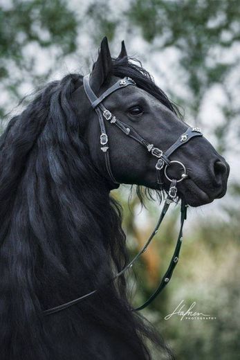 Horse/cavalo 🐎🖤