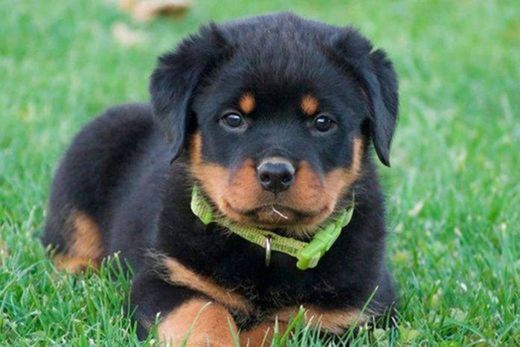 Rottweiler 