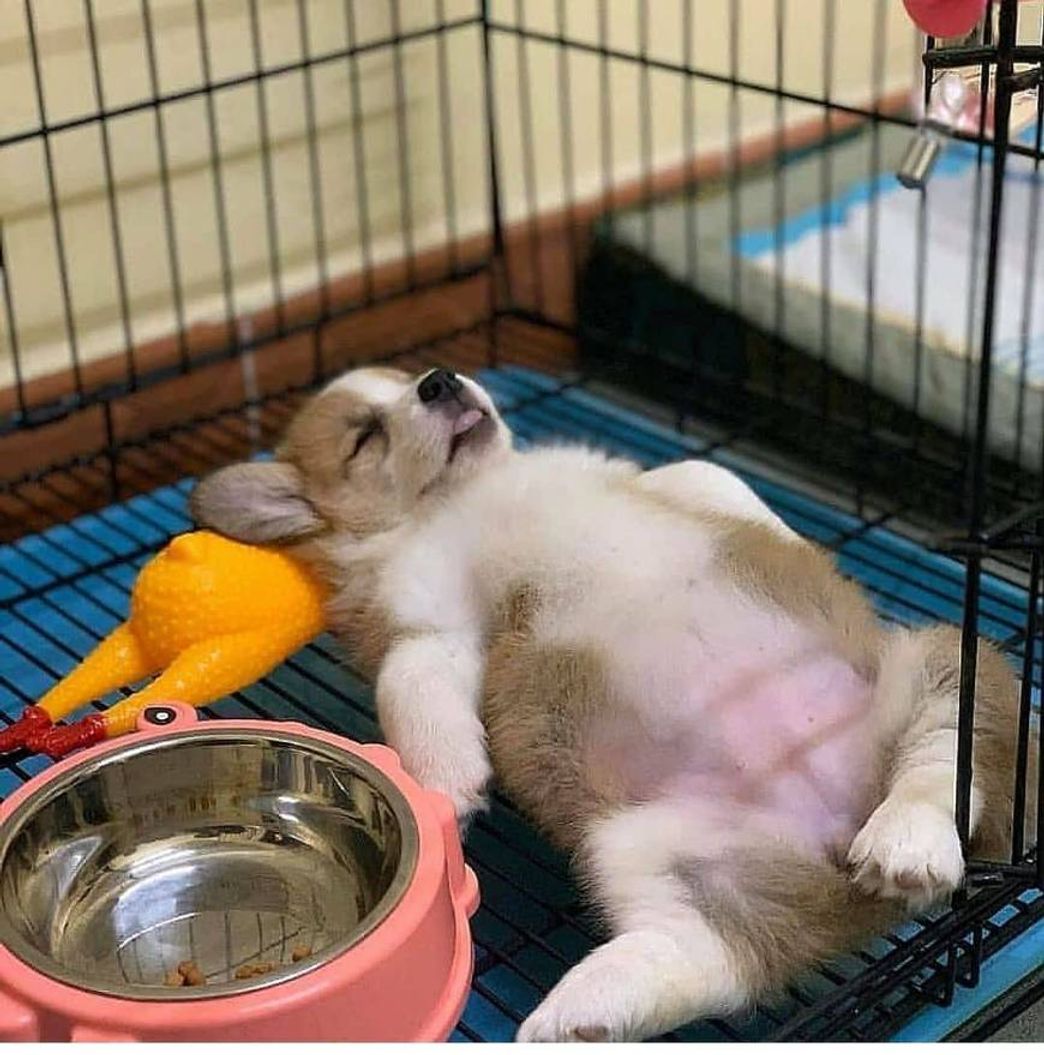 Social Cachorrinho dormindo