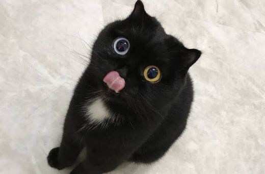 Gato preto com um olho de cada cor é a nova sensação da web ...