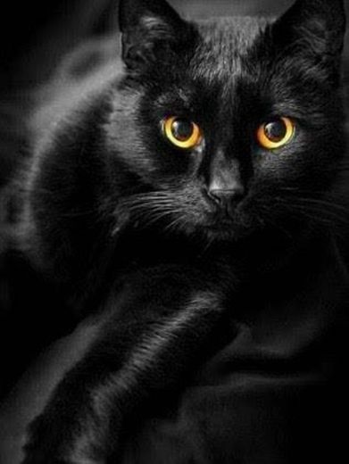 Mito do gato preto e sexta-feira 13