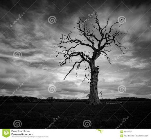 Dead tree in black and white dark clouds in Much Wenlock Shropshire