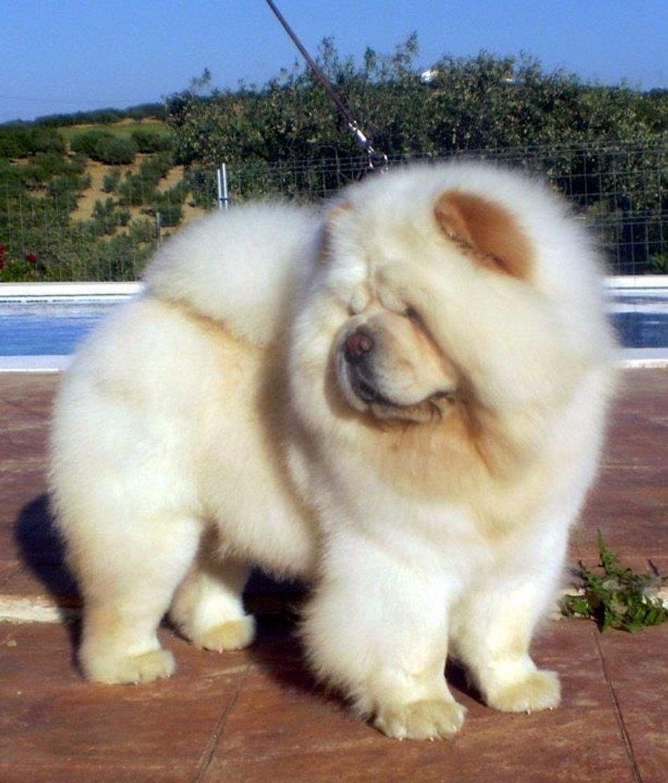 Fashion CHOW CHOW