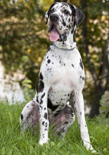 Cachorro Dogue alemão