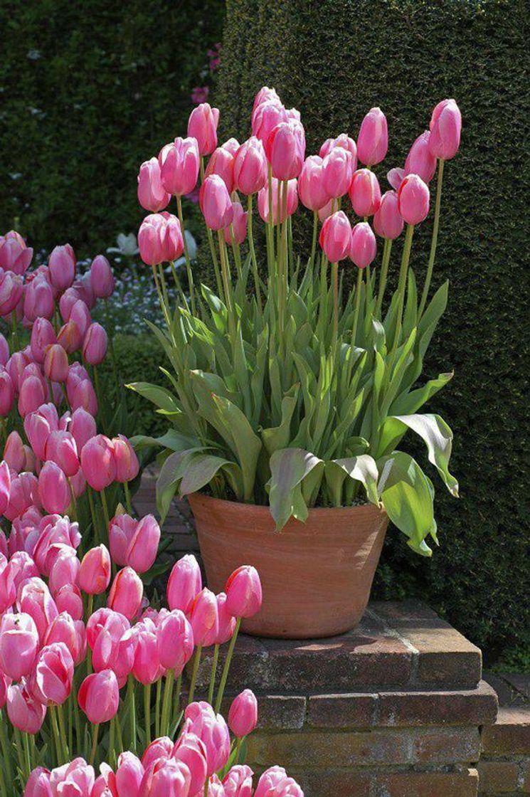 Fashion Tulipa