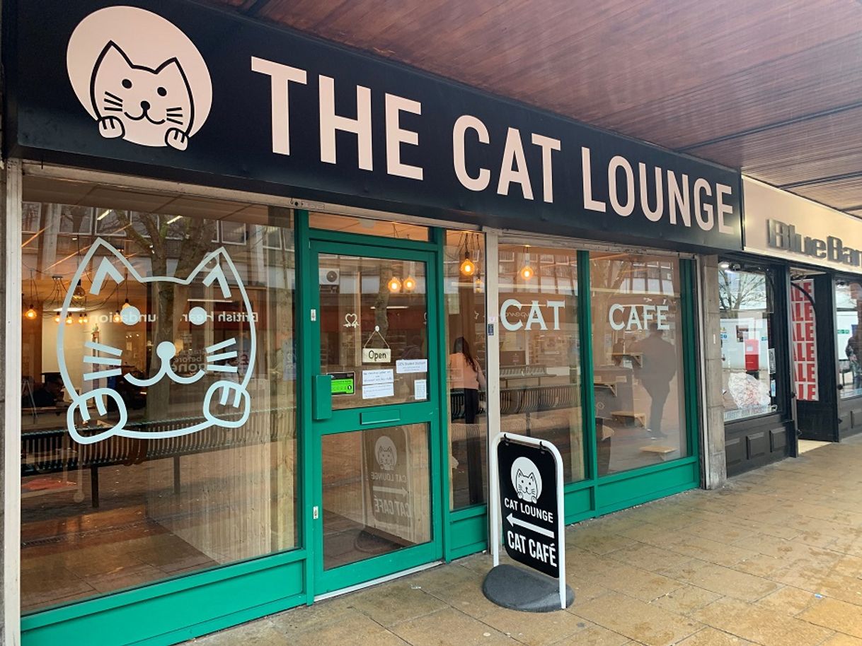 Restaurants The Cat Lounge