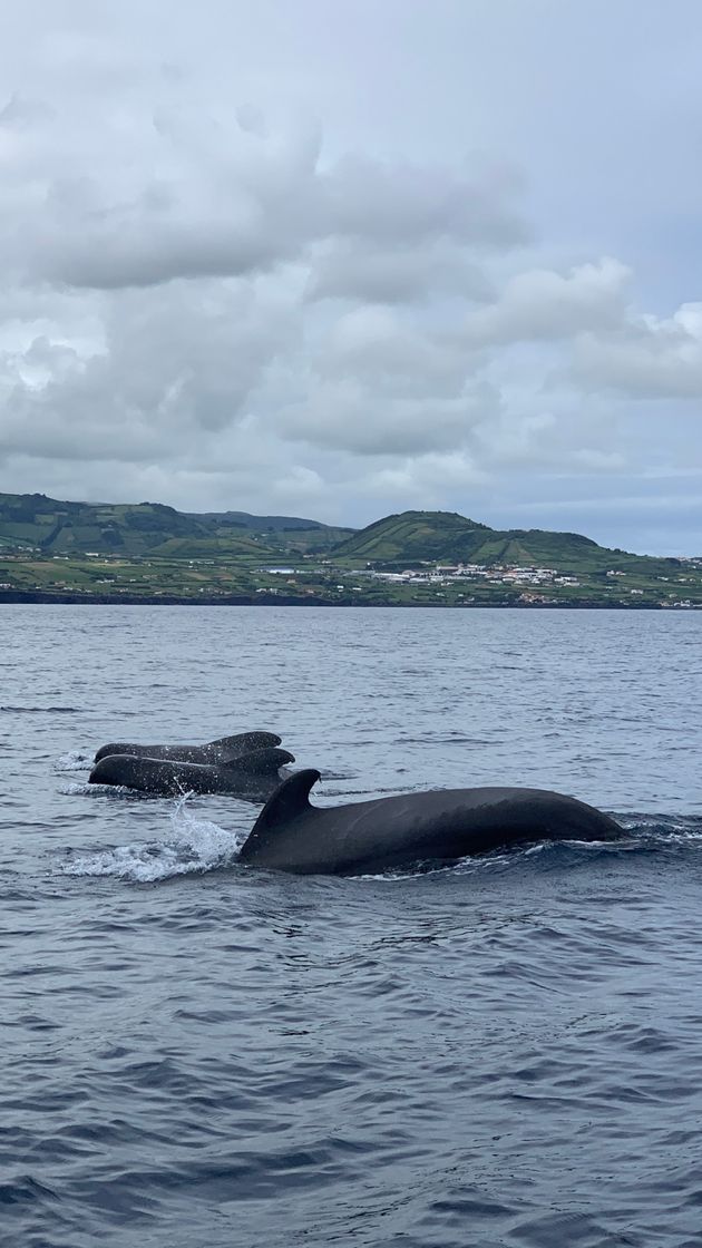 Lugares Naturalist - Science & Tourism. Whale Watching