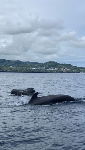 Naturalist - Science & Tourism. Whale Watching