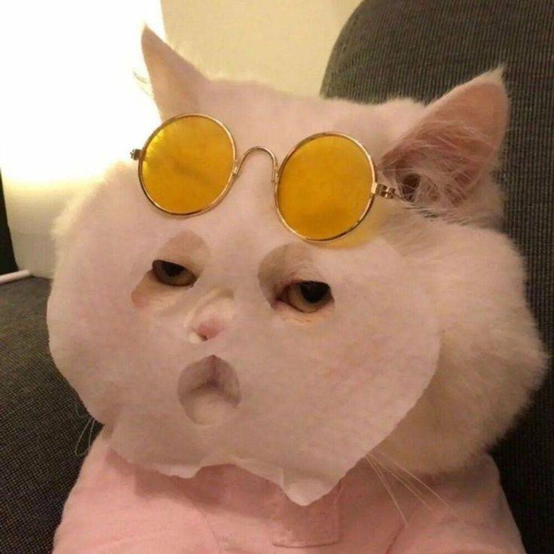 Social Cat 😸